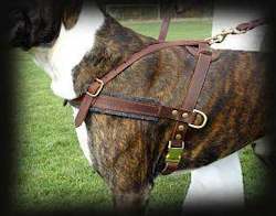 boxer harness